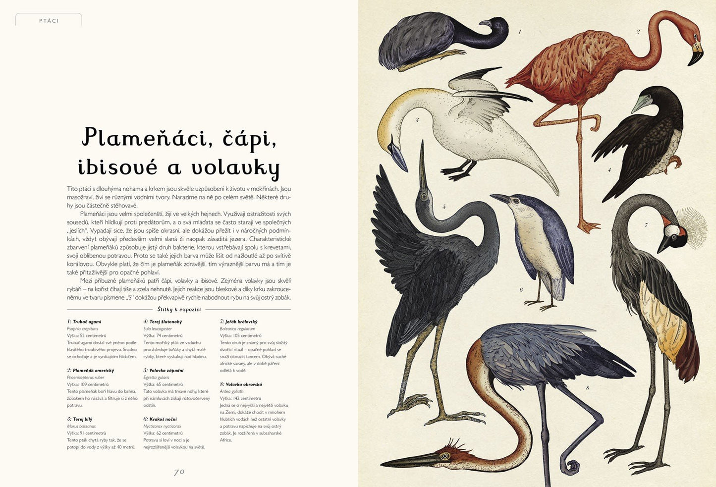 Animalium