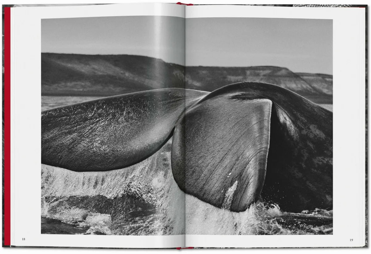 Sebastião Salgado. Genesis